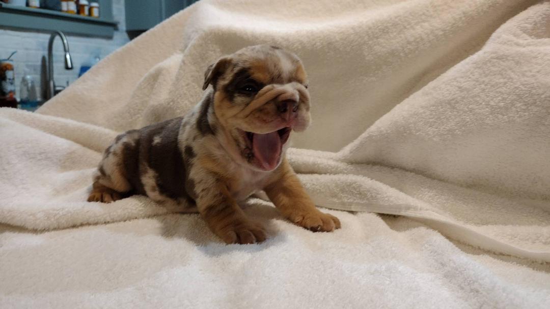 Pet image – gallery view